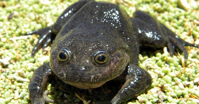 Phát hiện “ếch ma” tưởng đã tuyệt chủng tại ốc đảo ở Chile
