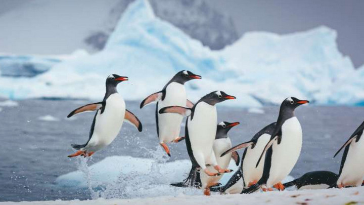Băng tan tại Nam Cực làm lộ xác chim cánh cụt có thể chết từ cách đây 800 năm trước