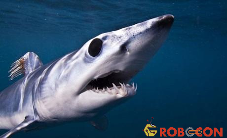Cá mập Mako vây ngắn là một trong những loài cá mập nhanh nhất và đáng sợ nhất đại dương