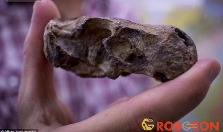 Hộp sọ của hóa thạch Euchambersia