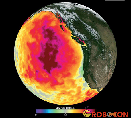 The Blob có tác động mạnh mẽ hơn cả El Nino.