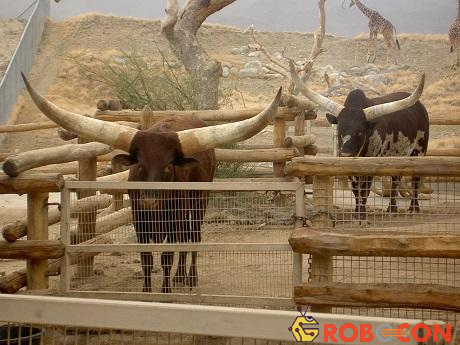 Loài bò ấn tượng nhất thế giới với cặp sừng khổng lồ cao 2,4 mét