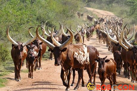 Loài bò ấn tượng nhất thế giới với cặp sừng khổng lồ cao 2,4 mét
