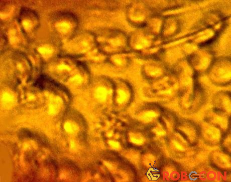 Một mảnh nhỏ của miếng hổ phách có chứa các tế bào hồng cầu.