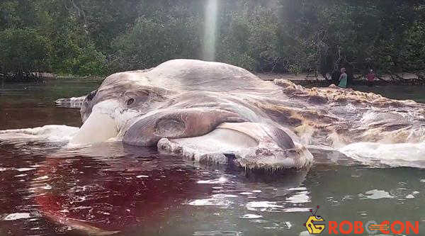 Xác sinh vật khổng lồ trôi dạt vào bãi biển Huamual ở Indonesia.