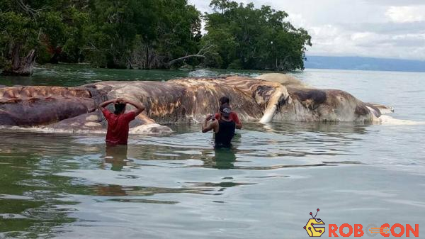Mọi người tin rằng đây là xác cá voi khổng lồ.