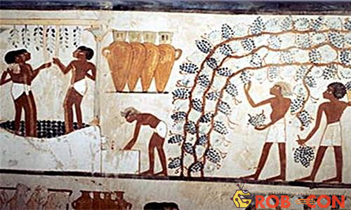 Hình vẽ trên tường ngôi mộ của người Ai Cập cổ đại cho thấy người lao động đang hái nho để làm rượu vang.