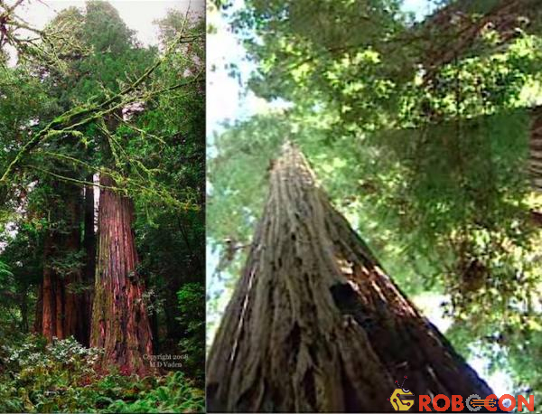 12 cái cây ‘dị biệt’ nắm giữ kỷ lục trong thế giới thực vật