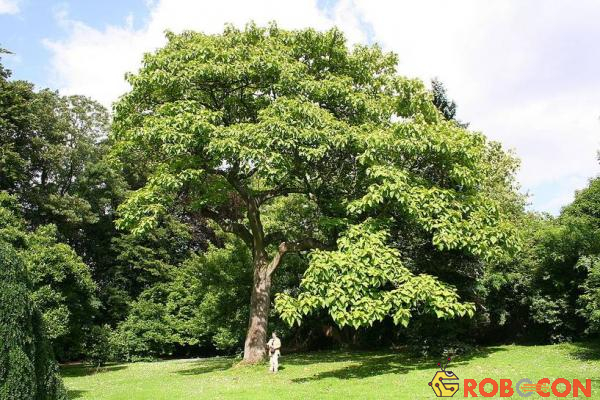 12 cái cây ‘dị biệt’ nắm giữ kỷ lục trong thế giới thực vật