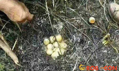 Con gà chết trong tư thế ấp trứng ở Trung Quốc. 