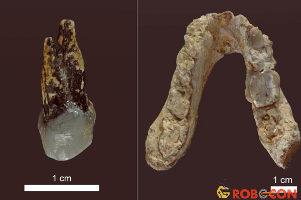 hóa thạch răng của loài sinh vật lạ
