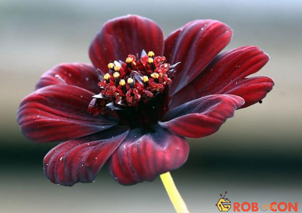 Hoa của nó thường nở vào mùa hè và có mùi thơm của mùi socola.