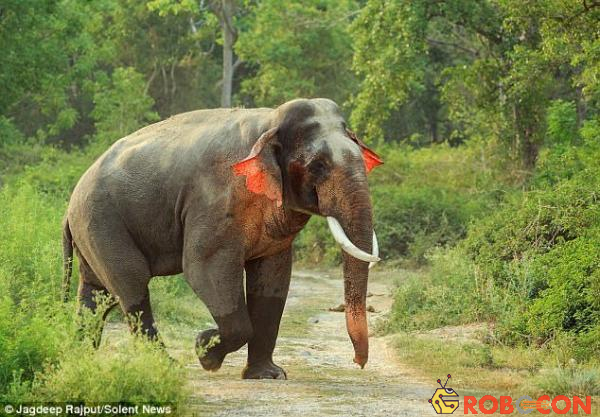 Con voi này có đôi này màu đỏ là do nó gặp phải một dạng biến dị di truyền dạng hiếm.