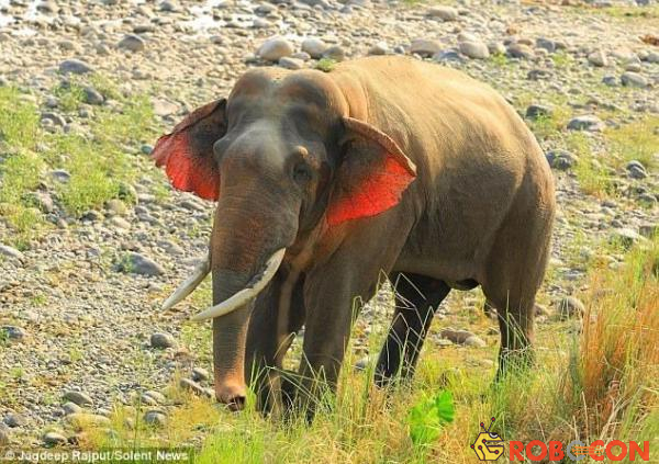 Con voi tai đỏ này khoảng 25 tuổi