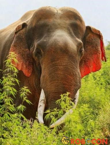 Con voi tai đỏ cực hiếm này xuất hiện ở công viên quốc gia Corbet.
