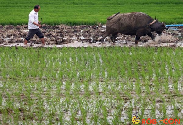 Trung Quốc tạo ra được giống lúa thích nghi đất nhiễm mặn