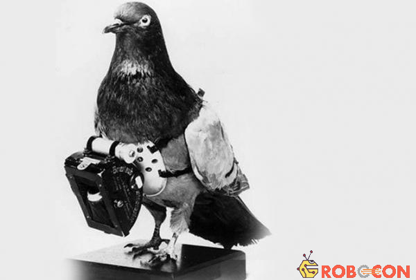 Chim bồ câu tình báo được gắn máy ảnh trong thời kỳ chiến tranh thế giới II