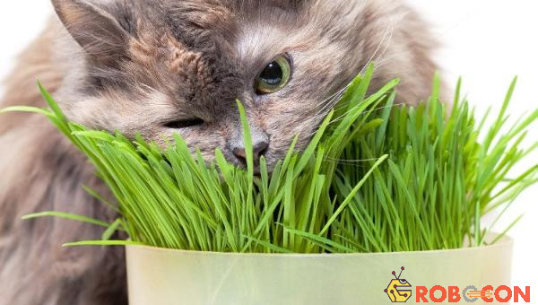 Mèo cũng thường xuyên ăn cỏ và không liên quan gì đến những cơn đau dạ dày hoặc những bệnh khác.