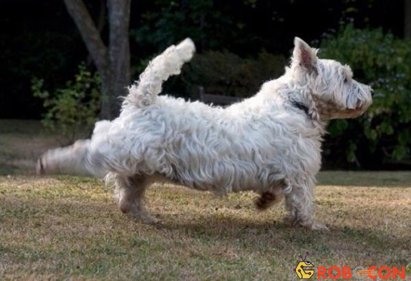 Chó thường dùng chân sau đạp cỏ hoặc đất đá về phía sau.