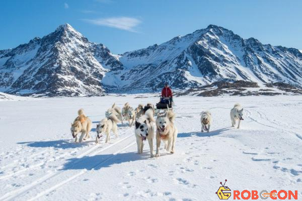 Xe chó kéo là phương tiện di chuyển chủ yếu ở Greenland.