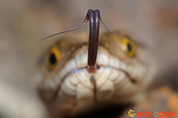 Lưỡi sẽ giúp rắn sẽ định hướng được đường đi, từ đó phát hiện được sự nguy hiểm.