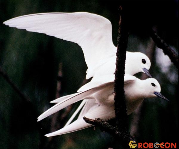 Loài chim lười nhất thế giới: Đẻ trứng trên cành cây, rơi vỡ đẻ quả khác - Ảnh 1.