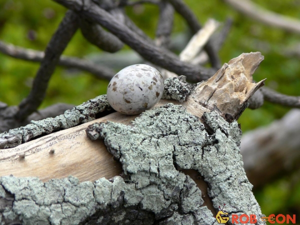 Loài chim lười nhất thế giới: Đẻ trứng trên cành cây, rơi vỡ đẻ quả khác - Ảnh 2.
