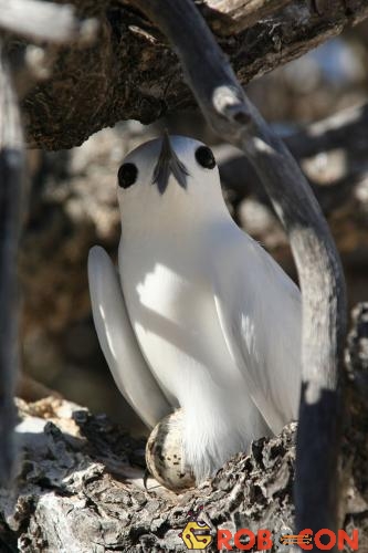 Loài chim lười nhất thế giới: Đẻ trứng trên cành cây, rơi vỡ đẻ quả khác - Ảnh 6.