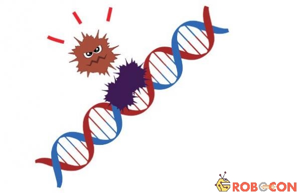 Ung thư xuất hiện do ADN bị tổn thương.