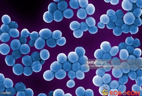 Vi khuẩn Staphylococcus epidermidis