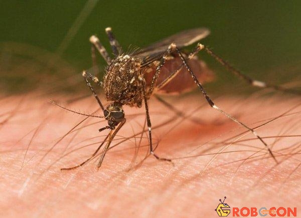 Mỗi năm có khoảng 2 triệu người chết vì sốt rét do muỗi truyền bệnh.