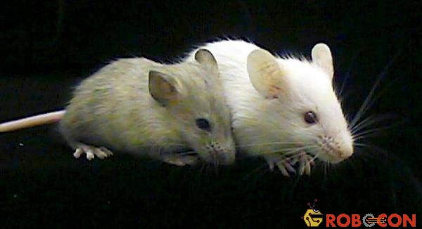 Chuột mang tế bào não người không có dấu hiệu thông minh đặc biệt. 