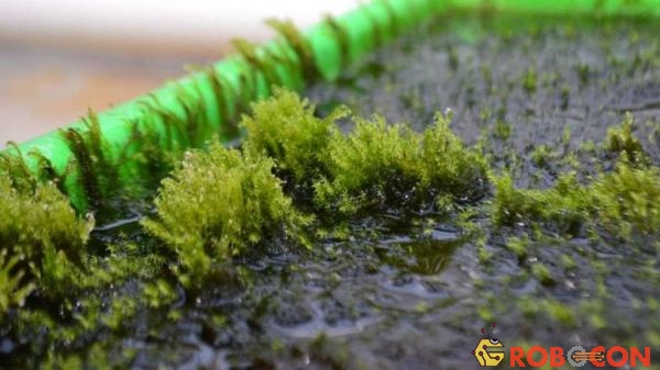 Loài rêu có thể lọc bỏ arsen trong nước.