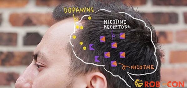 Nicotine khi tới não sẽ ra tín hiệu để não tạo ra chất dopamine, tạo cảm giác sảng khoái.