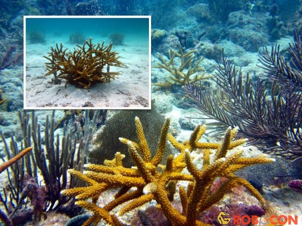 Chỉ trong vòng 30 năm trở lại đây, có tới 50% san hô trên Trái đất đã 