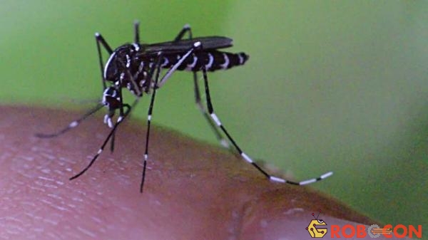 Muỗi Aedes aegypti