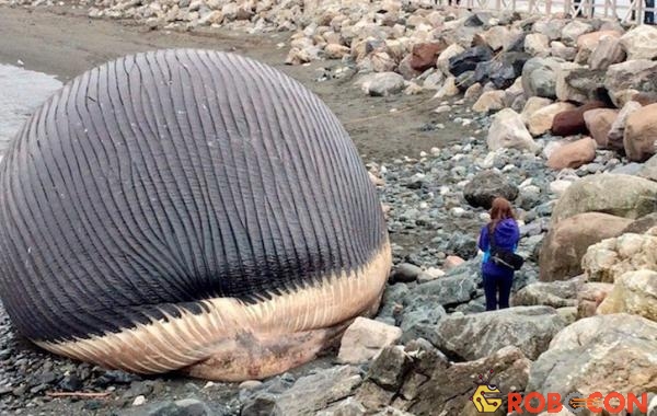 Xác một con cá voi như thế này trên bờ biển sẽ gây nguy hiểm với những ai tò mò. (Ảnh: vicnews.com)