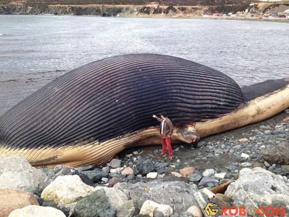 Sẽ rất nguy hiểm khi một ai đó đứng gần xác 1 con cá voi và chạm vào chúng. (Ảnh: newyorker.com)