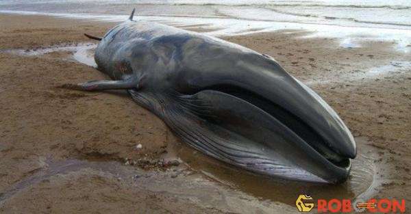Do có lớp da dày cùng 1 lớp mỡ có thể chịu áp suất cao nên xác cá voi khó bị phân hủy. (Ảnh: vietbao.vn)