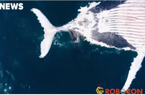 Xác cá voi dài 12 mét
