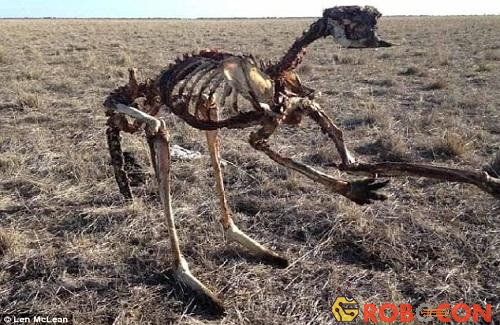  Hạn hán tàn khốc ở Australia, kangaroo chết khô xương  - Ảnh 1.