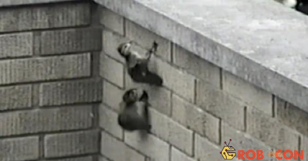 Đàn vịt con bền chí đến cùng để leo lên bờ tường