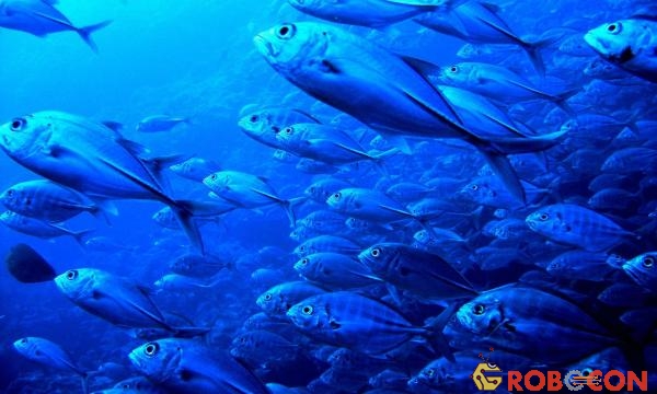 Sinh vật biển dưới đại dương sâu sẽ phải đối mặt với các mối đe dọa leo thang từ sự nóng lên của đại dương cho đến cuối thế kỷ